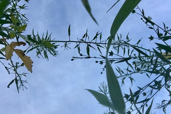 Wildgräser und Samenstände von unten gegen den Himmel fotografiert
