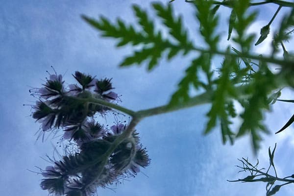 Violette Blüten des Büschelschöns von unten gegen den Himmel fotografiert