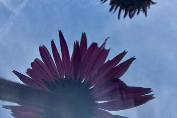Blüte des Sonnenhuts von unten gegen den Sommerhimmel fotografiert