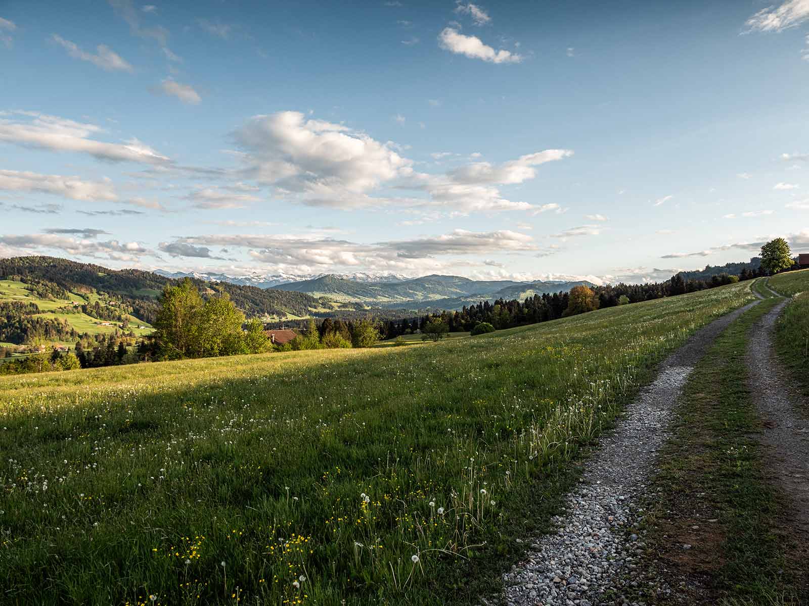 Schotterweg durch eine Wiese voller Löwenzahn, dahinter die Allgäuer Hügel und die Alpen