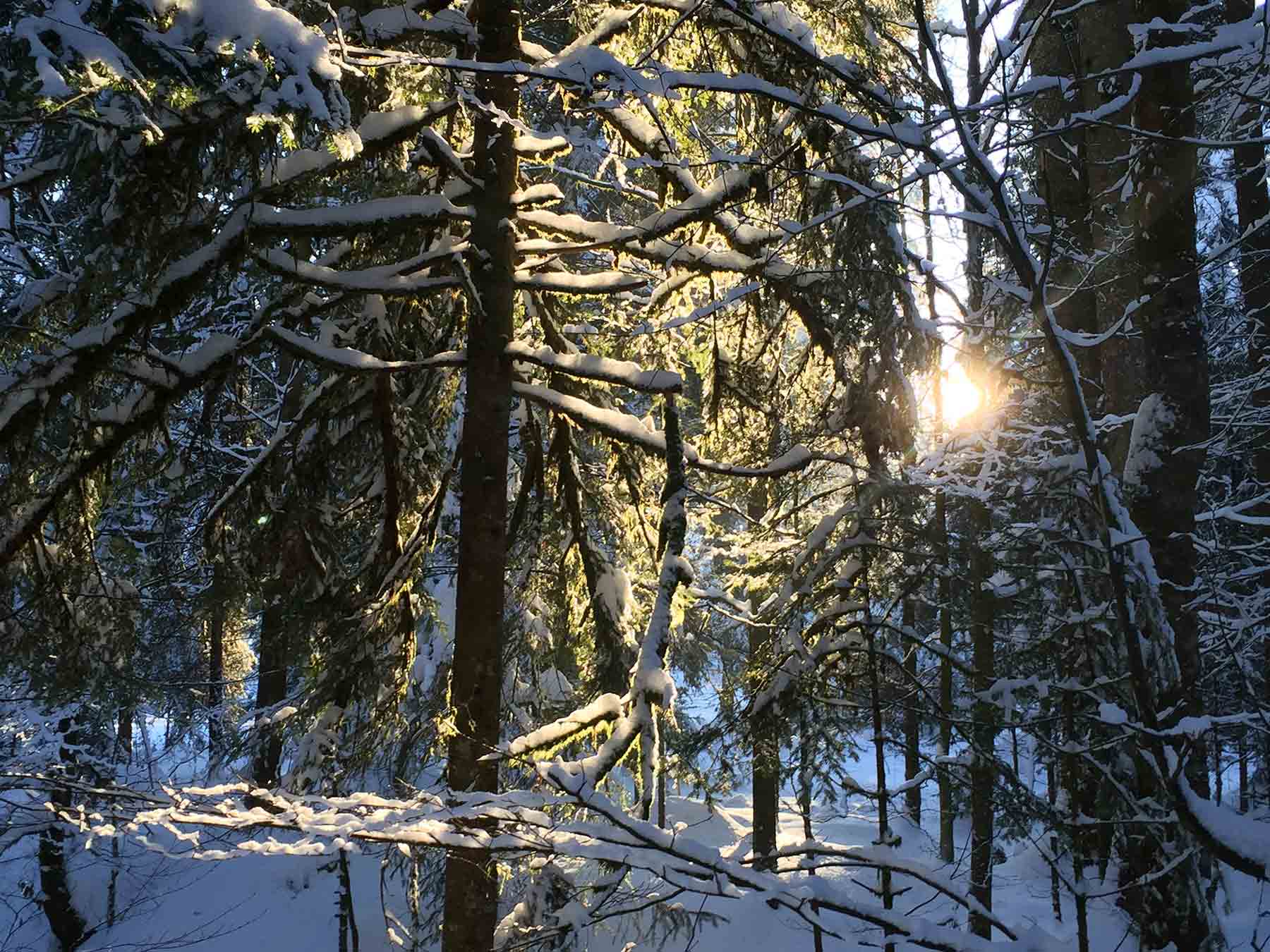 Tief verschneiter Tannenwald, durch dessen Äste die tiefstehende Sonne bricht