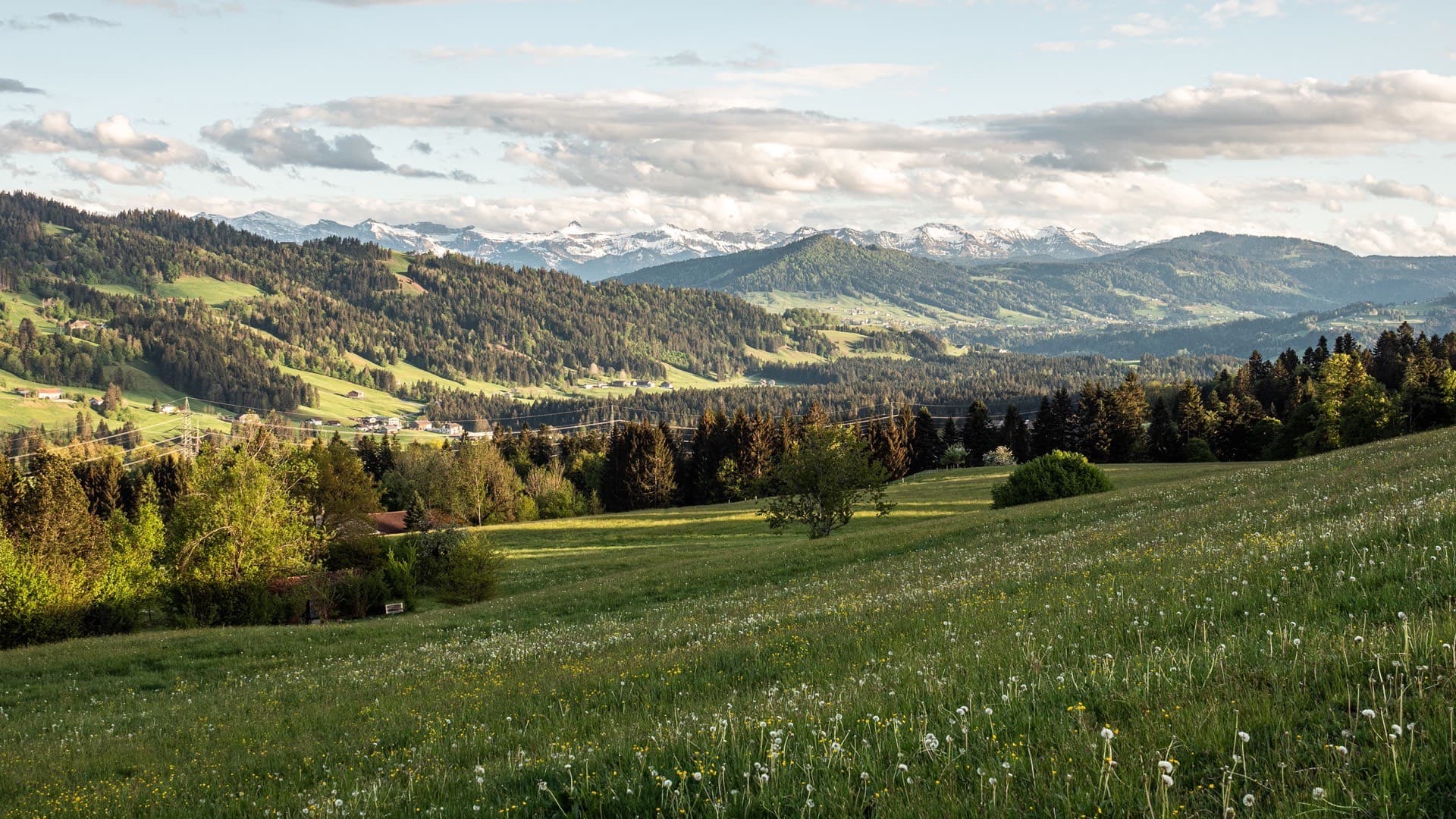 Frühlingswiese mit Pusteblumen, dahinter die bewaldeten Hügel des Westallgäus und die verschneiten Alpen