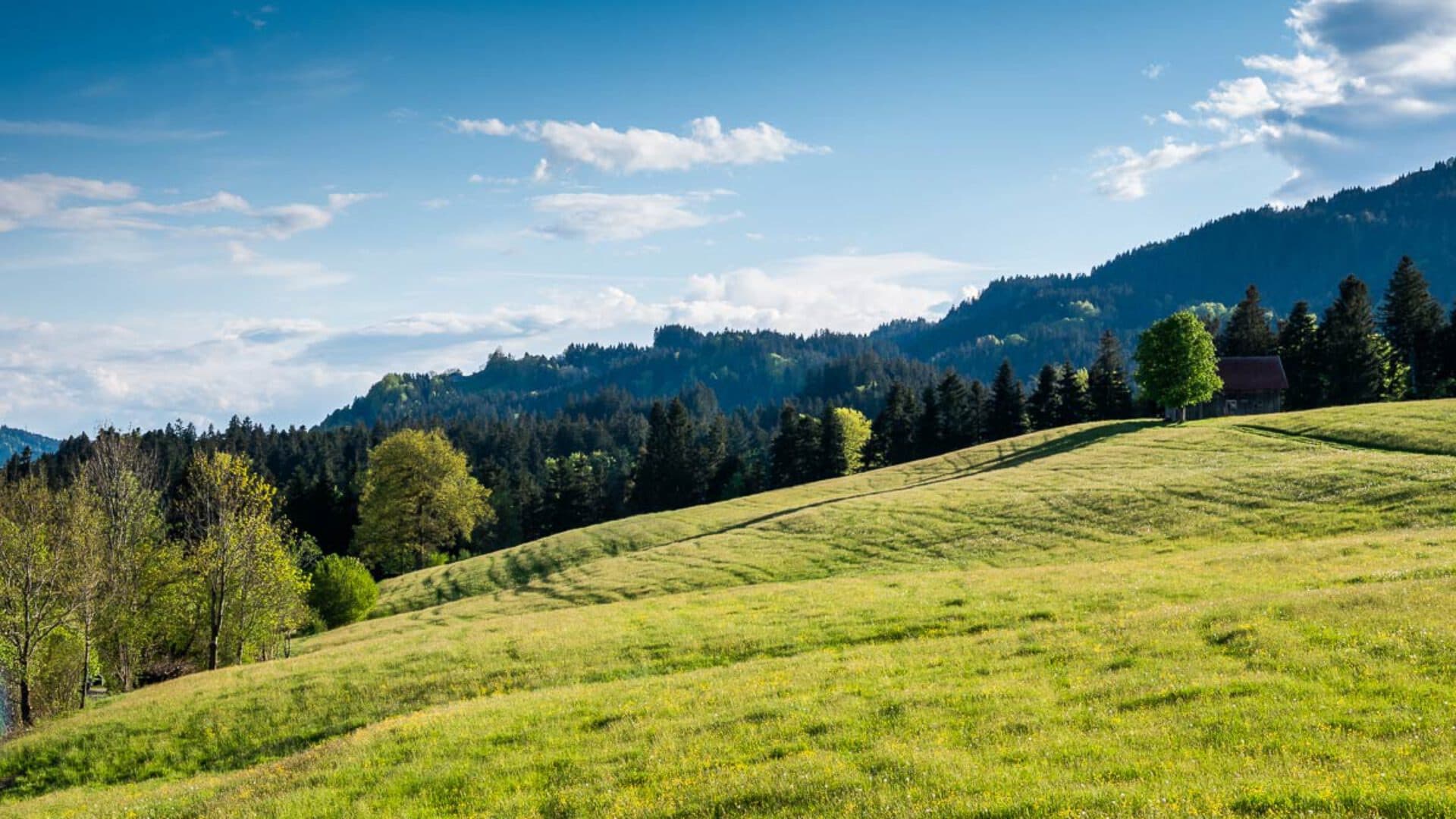 Almwiese und Wald über Scheffau, dahinter die Hügel des Westallgäus